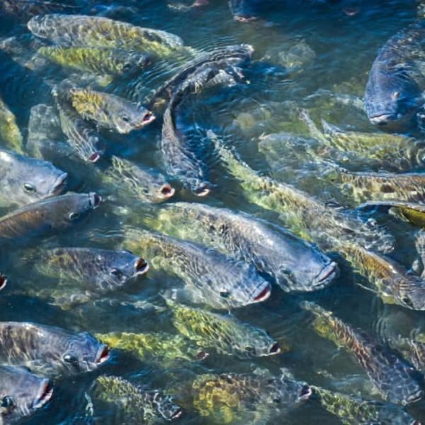 bd5089e8e0ff2d424a3470b4d182665e